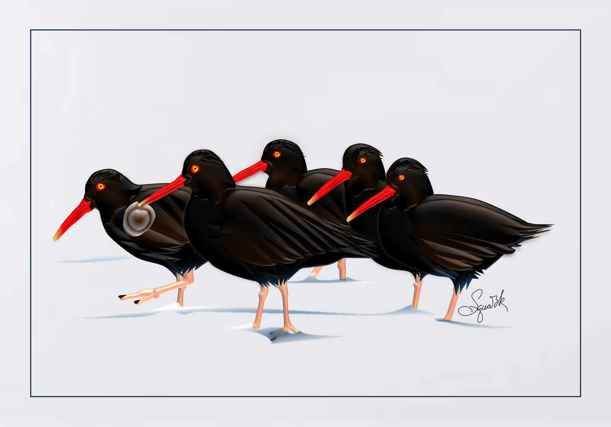 Oystercatchers
