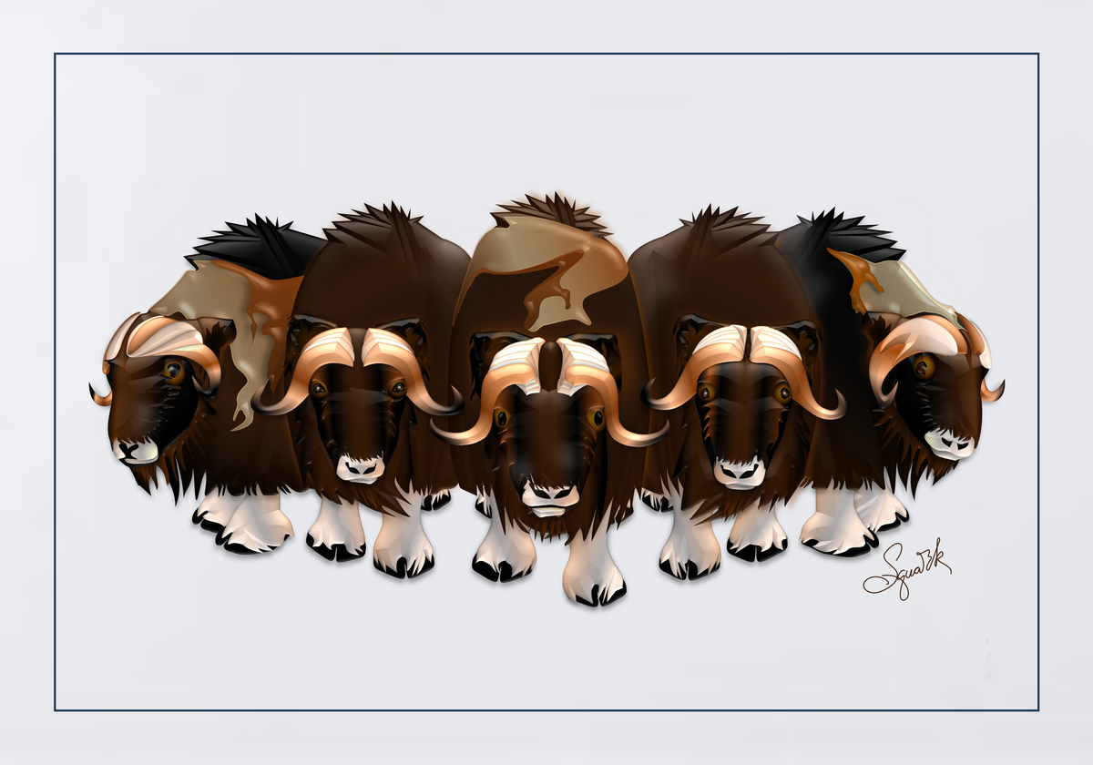 Muskox